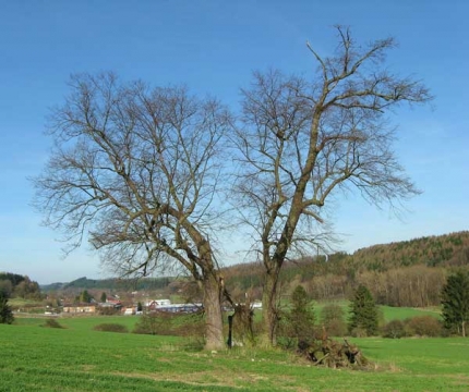 Bild 1 von 3 Linden am Steinernberg